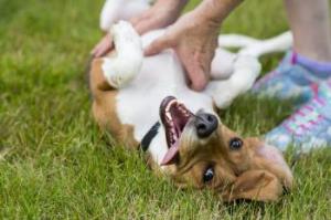Weekend Adopcji TOZ i Mars Polska: daj miłość, zyskaj miłość 