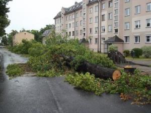 Jak mało wiemy o drzewach