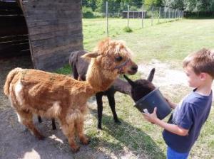 Mini zoo w Drzewicach