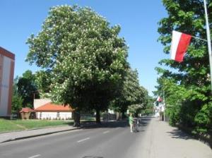         Więcej szacunku dla drzew